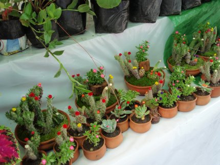 Los mini cactus