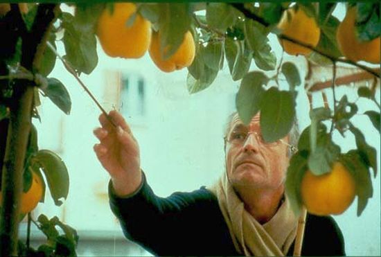 el-sol-del-membrillo